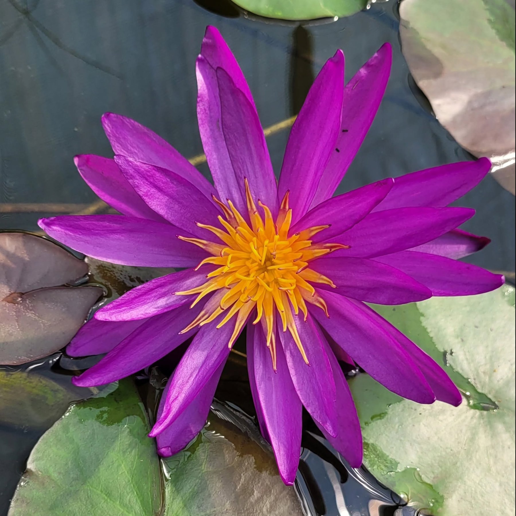 Close-up of a water lily blooming in a Blue Ripple Gardens customer's pond