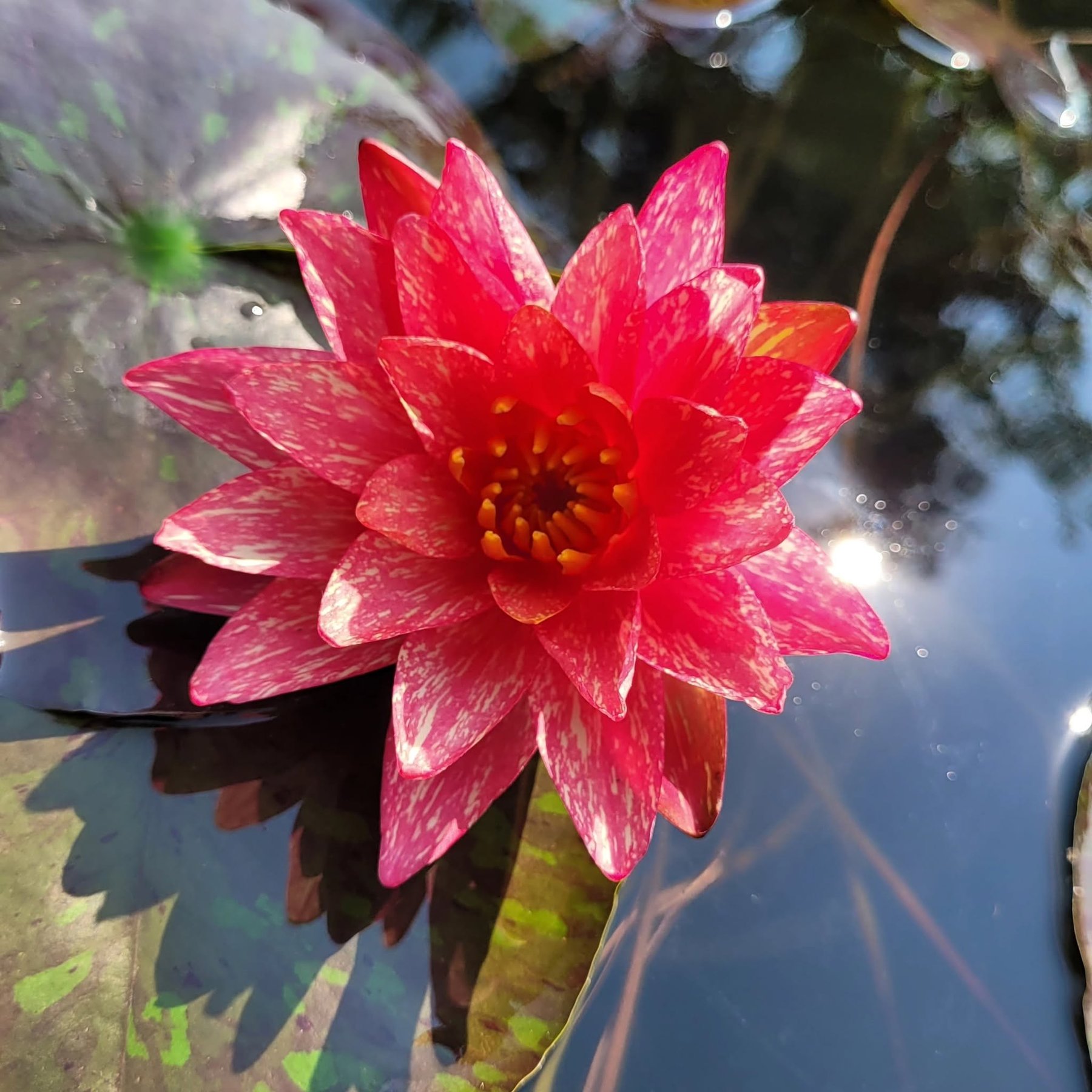 Close-up of a water lily blooming in a Blue Ripple Gardens customer's pond