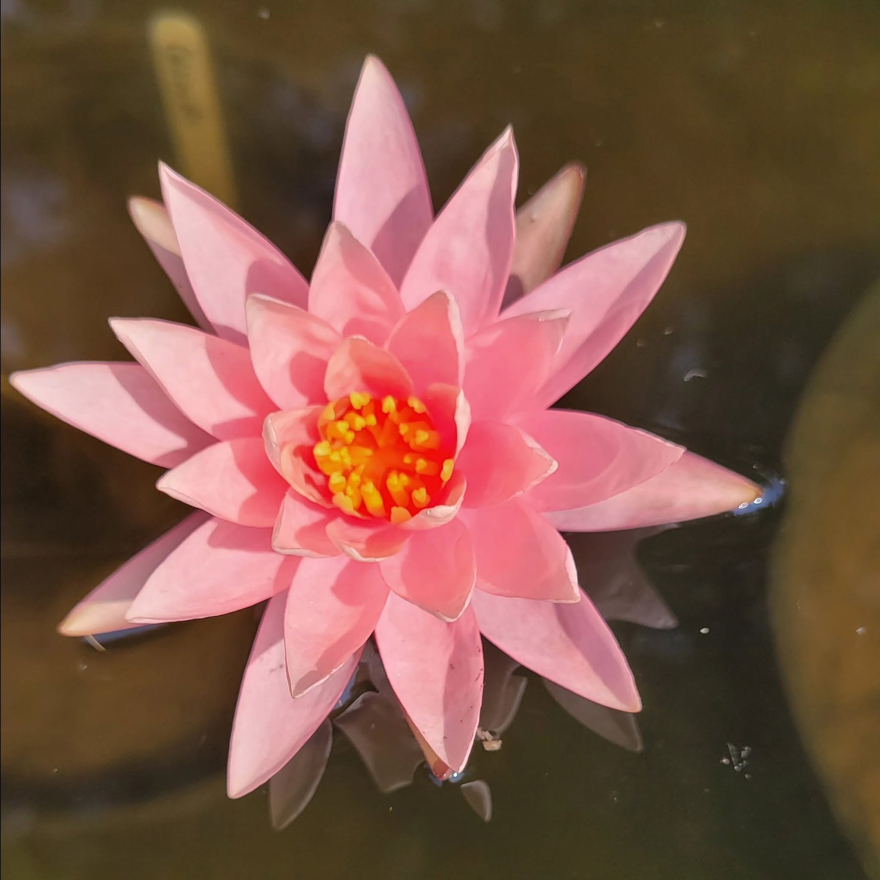 Close-up of a water lily blooming in a Blue Ripple Gardens customer's pond