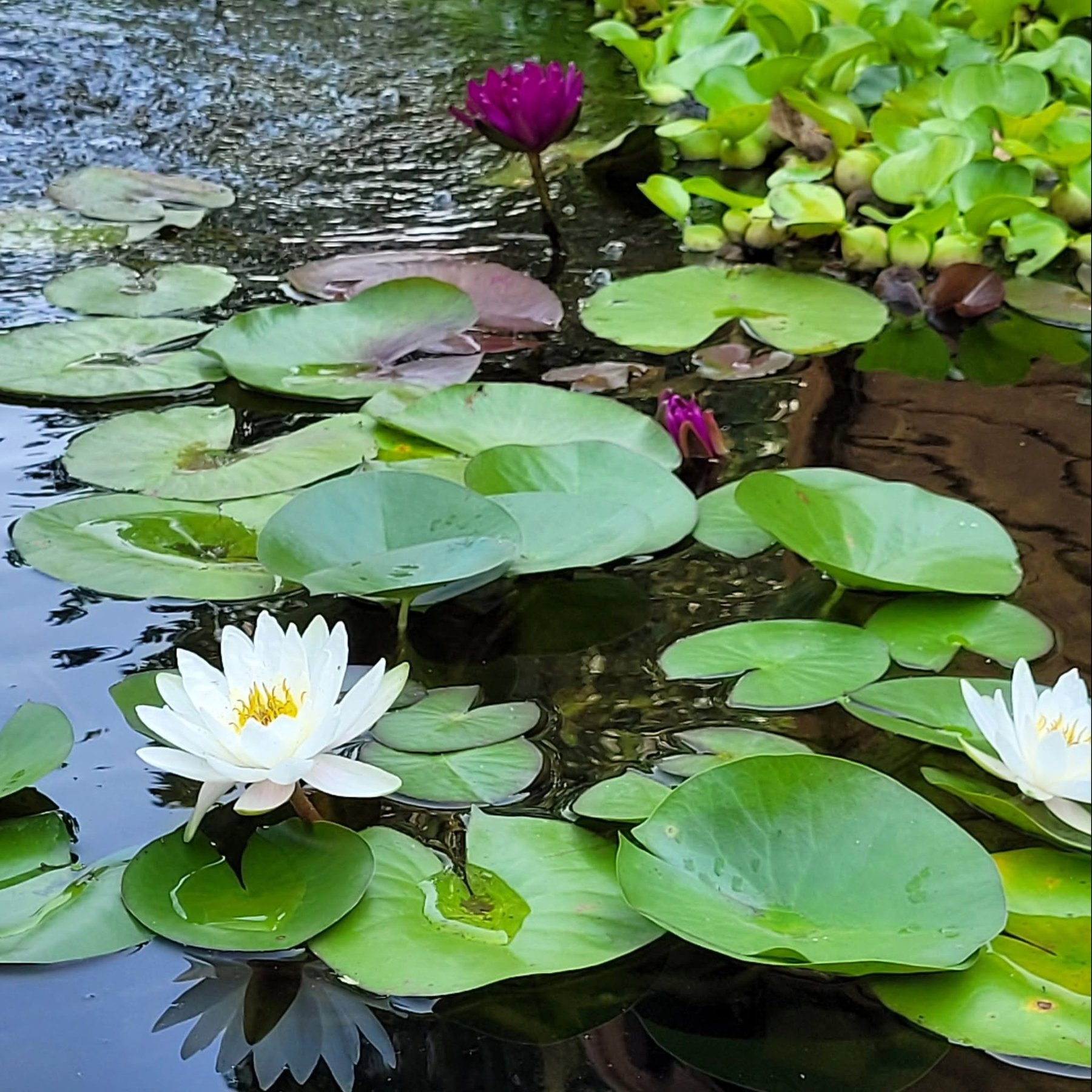 Water lilies blooming in a pond built with Blue Ripple Gardens pre-formed liners