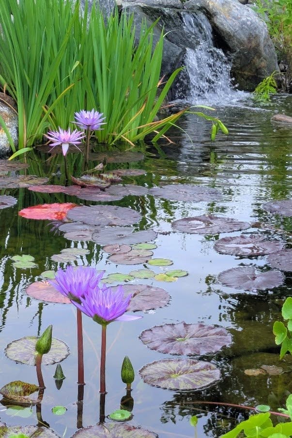 A rock waterfall and pond built with Blue Ripple Gardens pre-formed liners